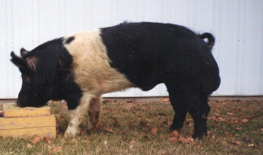 4104 KKF Juno 34-9